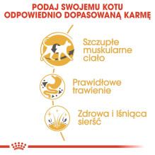 ROYAL CANIN Siamese Adult - sausas kačių ėdalas - 2 kg ROYAL CANIN Siamese Adult - sausas kačių ėdalas - 2 kg