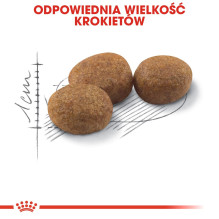 ROYAL CANIN sterilizuotų kačių sausas ėdalas – 4 kg ROYAL CANIN sterilizuotų kačių sausas ėdalas – 4 kg