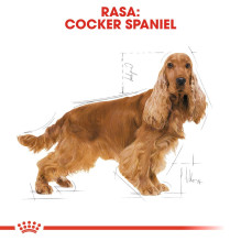 ROYAL CANIN suaugusių kokerspanielių sausas šunų ėdalas – 12 kg