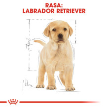 ROYAL CANIN SHN Breed Labrador Junior dry dog food - 12 kg ROYAL CANIN SHN Breed Labrador Junior dry dog food - 12 kg