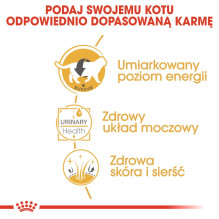ROYAL CANIN Britų trumpaplaukių šunų pašaras pakuotėje 12 x 85 g