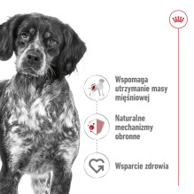 ROYAL CANIN Adult Medium - dry dog food - 4kg ROYAL CANIN Adult Medium - dry dog food - 4kg