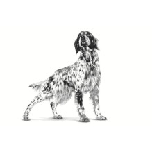 ROYAL CANIN hipoalerginis sausas šunų ėdalas, 2 kg ROYAL CANIN hipoalerginis sausas šunų ėdalas, 2 kg