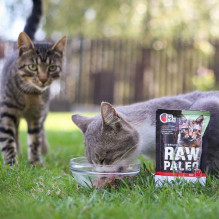 VETEXPERT Raw Paleo Adult Cat Sterilised Beef - wet cat food - 100 g VETEXPERT Raw Paleo Adult Cat Sterilised Beef - wet cat food - 100 g