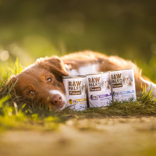 VETEXPERT Raw Paleo Adult Monoprotein Duck - wet dog food - 400 g VETEXPERT Raw Paleo Adult Monoprotein Duck - wet dog food - 400 g
