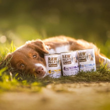 VETEXPERT Raw Paleo Adult Monoprotein Turkey - wet dog food - 800 g VETEXPERT Raw Paleo Adult Monoprotein Turkey - wet dog food - 800 g