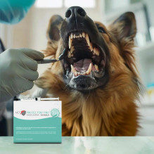 JM SANTE Pro Oral Cavity - Gums - dantų higienos tirpalas šunims ir katėms - 10 × 3 ml JM SANTE Pro Oral Cavity - Gums - dantų higienos tirpalas šunims ir katėms - 10 × 3 ml