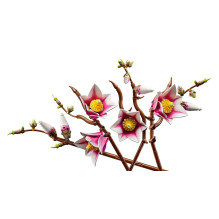 LEGO BOTANICALS 11510 Magnolijų šakos