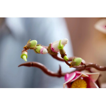 LEGO BOTANICALS 11510 Magnolijų šakos
