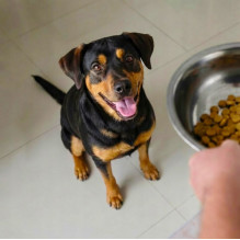 BUTCHER'S Original Lamb - dry dog food - 15kg BUTCHER'S Original Lamb - dry dog food - 15kg