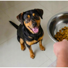 BUTCHER'S Original Beef - dry dog food - 10kg BUTCHER'S Original Beef - dry dog food - 10kg