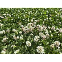 Lawn seeds Rivendel, 0.5 kg Lawn seeds Rivendel, 0.5 kg
