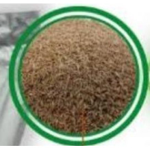 Vejų sėklos DLF Sun, 20 kg