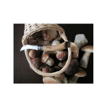 MUSHROOM KNIFE MUSHROOM KNIFE
