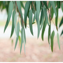 100% Natural Eucalyptus Essential Oil 10ml