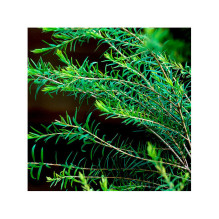 100% Natural Tea Tree Essential Oil 10ml