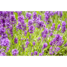 100% Natural Lavender Essential Oil 10ml