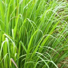 100% Natural Lemongrass Essential Oil 10ml