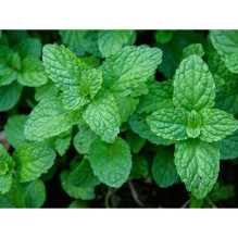 100% Natural Peppermint Essential Oil 10ml