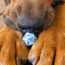 DOGS Dice Set: Max kauliukų rinkinys DOGS Dice Set: Max kauliukų rinkinys