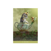 Barbieri Fantasy Cats Oracle kortos Lo Scarabeo Barbieri Fantasy Cats Oracle kortos Lo Scarabeo