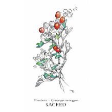 Hedgewitch Botanical Oracle kortos Llewellyn Hedgewitch Botanical Oracle kortos Llewellyn