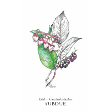 Hedgewitch Botanical Oracle kortos Llewellyn Hedgewitch Botanical Oracle kortos Llewellyn