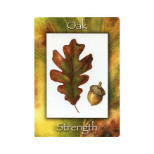 Natures Wisdom Oracle kortos Schiffer Publishing