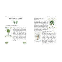 Tree Magick Oracle kortos Cico Books Tree Magick Oracle kortos Cico Books