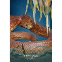 Wild Wisdom Australia Oracle kortos Blue Angel
