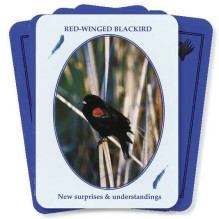 Feathered Omens Spiritual kortos Dragonhawk Publishing Feathered Omens Spiritual kortos Dragonhawk Publishing