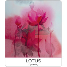 Nature and Soul Yoga Wisdom kortos US Games Systems Nature and Soul Yoga Wisdom kortos US Games Systems