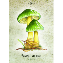 Mushroom Spirit Oracle Cards Rockpool Publishing Mushroom Spirit Oracle Cards Rockpool Publishing