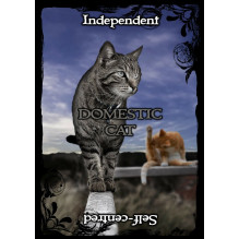 Animal Guidance And Aspects Oracle kortos Solarus