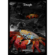 Animal Guidance And Aspects Oracle Cards Solarus Animal Guidance And Aspects Oracle Cards Solarus