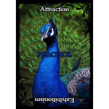 Animal Guidance And Aspects Oracle kortos Solarus