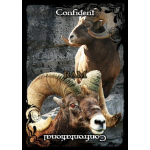 Animal Guidance And Aspects Oracle Cards Solarus Animal Guidance And Aspects Oracle Cards Solarus