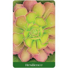 Woven Spirit Oracle Cards and Guide US Games Systems Woven Spirit Oracle Cards and Guide US Games Systems