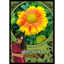 Flower Magic Oracle Cards Solarus Flower Magic Oracle Cards Solarus