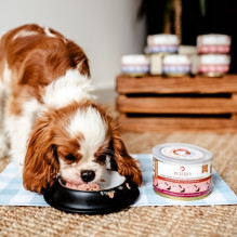 PERRO Junior kiaulienos ir morkų šlapias šunų ėdalas - 410 g PERRO Junior kiaulienos ir morkų šlapias šunų ėdalas - 410 g