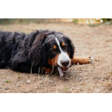 VIRBAC Veggiedent Zen L -dog treat - 502,5g VIRBAC Veggiedent Zen L -dog treat - 502,5g