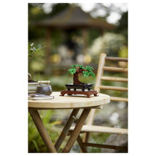 LEGO Botanicals Bonsai Tree LEGO Botanicals Bonsai Tree