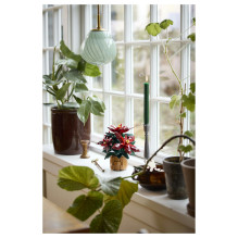 LEGO Botanicals Poinsettia LEGO Botanicals Poinsettia