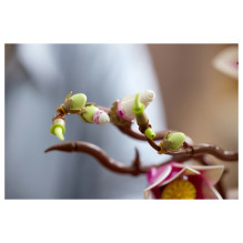 LEGO Botanicals 11510 konstravimo žaislas