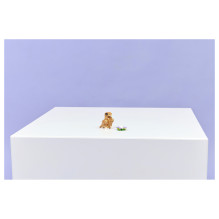 LEGO Creator Cute Hamster with a Flower 31376 LEGO Creator Cute Hamster with a Flower 31376