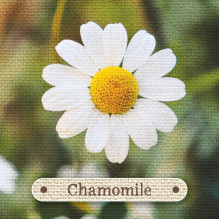 Apothecary Flashcards kortos Rockpool Apothecary Flashcards kortos Rockpool