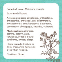 Apothecary Flashcards Cards Rockpool Apothecary Flashcards Cards Rockpool