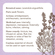 Apothecary Flashcards kortos Rockpool Apothecary Flashcards kortos Rockpool