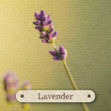 Apothecary Flashcards Cards Rockpool Apothecary Flashcards Cards Rockpool