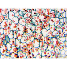 Delta Optical Biolight 300 microscope Delta Optical Biolight 300 microscope